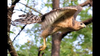 Juvenile Black Sparrowhawk making her first kill