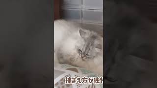 【るいくん】鋭い視線で狙ってる猫がかわいい