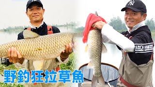 鄧剛釣魚：野釣草魚狂拉，十幾斤的大魚連竿，把鄧剛累得不輕【天元邓刚】