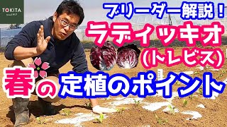 【イタリア野菜】ラディッキオ(トレビス)の春作 定植のコツ！【ブリーダー解説】