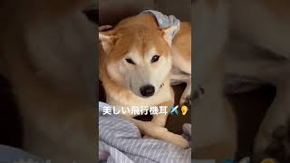 これが柴犬の飛行機耳ですねん。と言いたい柴犬