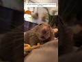 This girl adopted a baby mouse in her house and then #animalshorts #shortvideo