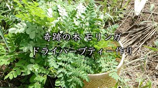 モリンガ　ドライハーブティー作り方 How to make Moringa dry herbal tea