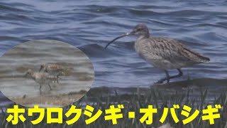 ホウロクシギ・オバシギ　Far Eastern Curlew　Great Knot