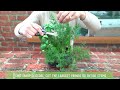 how to harvest dill