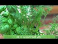 how to harvest dill