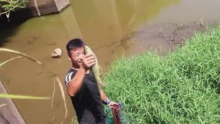 小伙撒網抓魚真準，3條草魚輕鬆到手，可惜桶帶小了 3條草魚小【石頭秀】