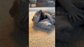 A loyal lizard and his sock ❤️🧦🦎 #new #percy #reptile #cute #pets #beardeddragon #baby