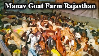 Cutting Goats Male/Female @How to start goat/farming @India's largest goat/farming #animals #goat