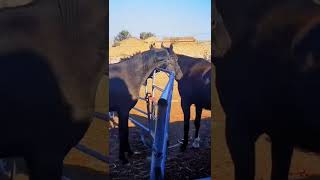 Superb Wild Steeds Compilation of a number of Wild Horse Fights Video of 048