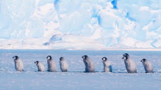 Relaxing Southern Ocean Sounds and Baby Emperor Penguins March - 8 Hours