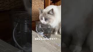 水飲む姿 #ラグドール #猫 #水飲む姿 #下手 ？ #ねこのいる暮らし #ねこのいる生活 #猫好きさんと繋がりたい #皆さんの猫はどんな水の飲み方ですか？