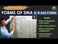 Z - DNA: comparison with A-DNA and B-DNA
