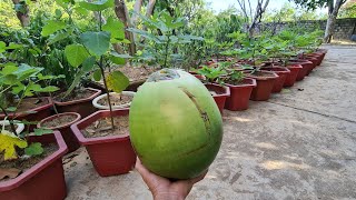 使用椰子殼做成無花果盆栽保溫層