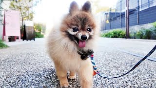 Walking with a cute Pomeranian 【Kawaii Dog Walk \u0026 Tail】