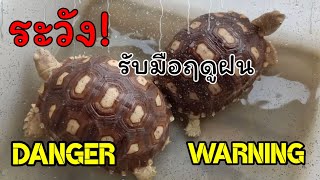 เต่าซูคาต้า - Sulcata กับภัยร้ายที่มากับฤดูฝน