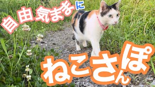 〈登録者様３桁記念〉自由気ままにねこさんぽ