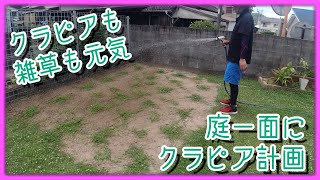 6月の異常な暑さでもクラピアは元気だ【庭 #30】