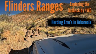 Flinders Ranges - 4WD Exploring || Herding Emus in Arkaroola || Outback Australia