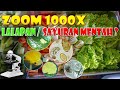 ZOOM 1000X LALAPAN SAYURAN MENTAH & TIPS MENCUCI SAYURAN II FRESH VEGETABLES UNDER MICROSCOPE