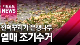 (부산)'은행나무 열매...조기 수거'/티브로드