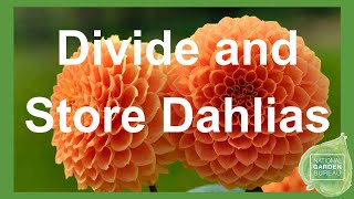 How to Divide and Store Dahlias for the Winter (Expert Tips)