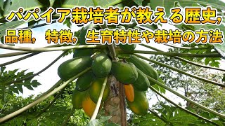 【パパイヤの栽培 編1】パパイア栽培者が教える歴史，品種，特徴，生育特性や栽培の方法！？【愛媛県 ひろ兄】