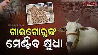 Maha Kumbh Food Waste Collection | ପଶୁଙ୍କ କ୍ଷୁଧା ମେଣ୍ଟାଉଛି ମହାକୁମ୍ଭ ଶ୍ରଦ୍ଧାଳୁଙ୍କ ଛାଡିଯାଉଥିବା ଖାଦ୍ୟ