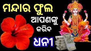 ମନ୍ଦାର ଫୁଲ ଆପଣଙ୍କୁ କରିବ ଧନୀ //ଧନ କୁ ଚୁମ୍ବକ ପରି ଟାଣି ଥାଏ ଏହି ଫୁଲ //ବାସ୍ତୁ //Motivational speech...