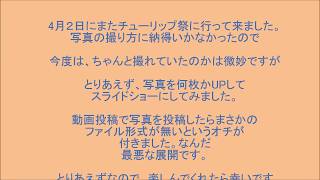 直方チューリップ祭2018