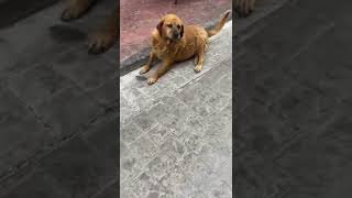 Konuşan köpek fıstık görev yerini terk eden Karaköy ün simge köpeği bobiyi uyarıyor