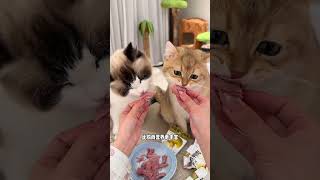 9块9到手8包的蒸煮鸭胸肉，原料组成只有鸭肉，猫猫狗狗都可以吃萌宠好物新手养猫