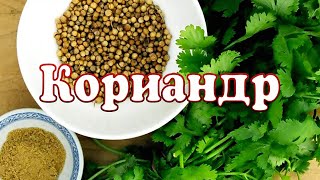 Специи. Кориандр или кинза. ENG SUB.