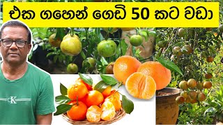 පිටරට වසවිස ගහපු පළතුරු වෙනුවට “ගෙඩි 50කට වඩා එක ගහකින් “ | Rahangala Jamanaran | Ceylon Agri|Epi342