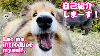 バイオパークを散歩する激カワなイッヌたちを紹介 ！Dogs #shorts