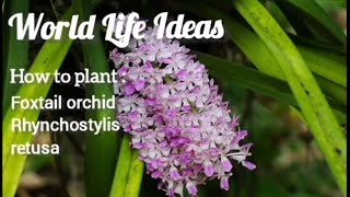 #28 How to plant Foxtail Orchid (Rhynchostylis Retusa)