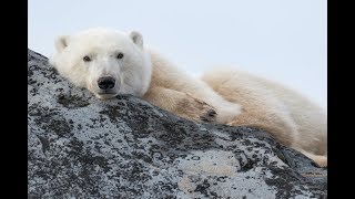 Tundra Connections: Inspiring Students with an Interactive Expedition Virtual Field Trip