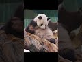 广州动物园大熊猫雅一真是舔手大王！広州動物園のジャイアントパンダ、ヤイーは本当に手をなめるのが大好きです。 cute 大熊猫 bear panda zoo animalspecies