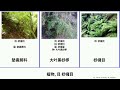 植物 目 桫欏目 plants 傘序蕨科 澳大利亞桫欏 unicorn whales 大叶黑桫椤 墊囊蕨科 heads vital 銀葉蕨 蚌桫蕨科 cyatheales 諾福克桫欏