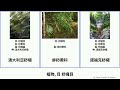 植物 目 桫欏目 plants 傘序蕨科 澳大利亞桫欏 unicorn whales 大叶黑桫椤 墊囊蕨科 heads vital 銀葉蕨 蚌桫蕨科 cyatheales 諾福克桫欏