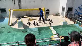 おたる水族館　何もしないペンギンたち