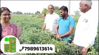 Rps76 వాడిన మిర్చి తోట లు.. అనుభవాలు 🙌🏻💐🌶️🌱🌏