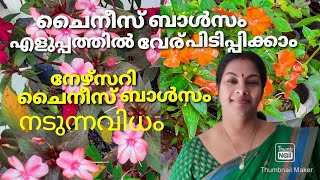 ചൈനീസ്ബാൽസം കമ്പ് ഈസി ആയി വേര് പിടിപ്പിക്കാം/Caring of hybrid chinese balsom/നഴ്സറി ചൈനീസ്ബാൾസംനടാം