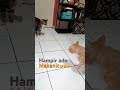 Hampir aja adu Mekanic😾 #shorts #shortsvideo #cat #catvideos #videoshort #catlover #kucingoren