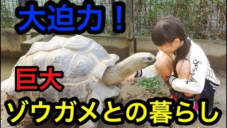 亀広場でお散歩、日向ぼっこ、べた慣れ巨大ゾウガメに癒されやまくり