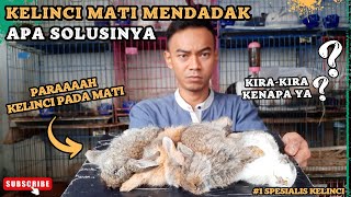 KELINCI MATI MENDADAK SAAT MUSIM HUJAN, KASIH TAMBAHAN DAUN PISANG UNTUK KELINCI #kelinci