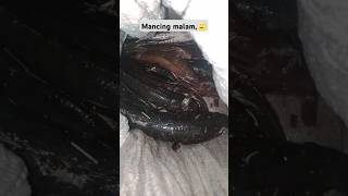 wow‼️😲mancing malam emang seru gays😁#shortvideo #mancing #fishing #shorts#cahngeluyur11