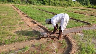 carrot crop irrigation