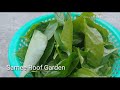 மாதிரி தோட்டம் samee roof garden தோழி திருமதி நிஸா பசலைகீரை அறுவடை பார்ப்போம்