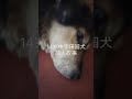 14岁的中华田园犬感人故事